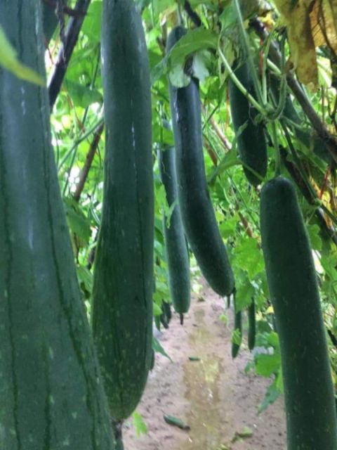 500g Trà bí đao sấy khô thanh lọc cơ thể | BigBuy360 - bigbuy360.vn