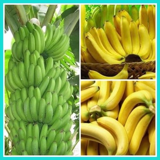 Cây giống chuối lân đà lạt cấy mô
