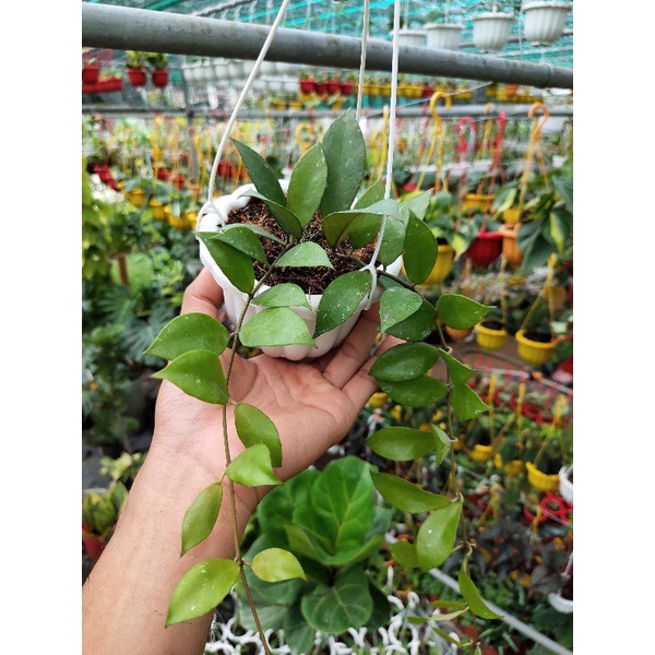 Cẩm cù Hoya CV Rebecca hoa rất thơm