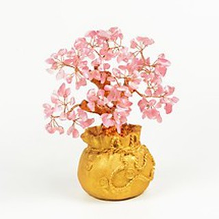 Chậu cây tài lộc Mắt Mèo màu hồng cao 17cm