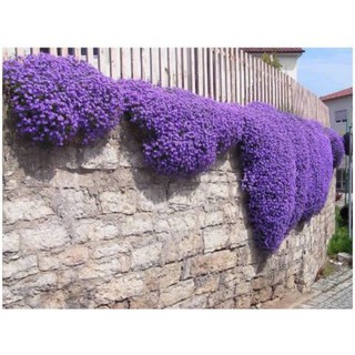 50 HẠT GIỐNG HOA LEO ĐÁ LÂU NĂM CHỊU HẠN AUBRIETA
