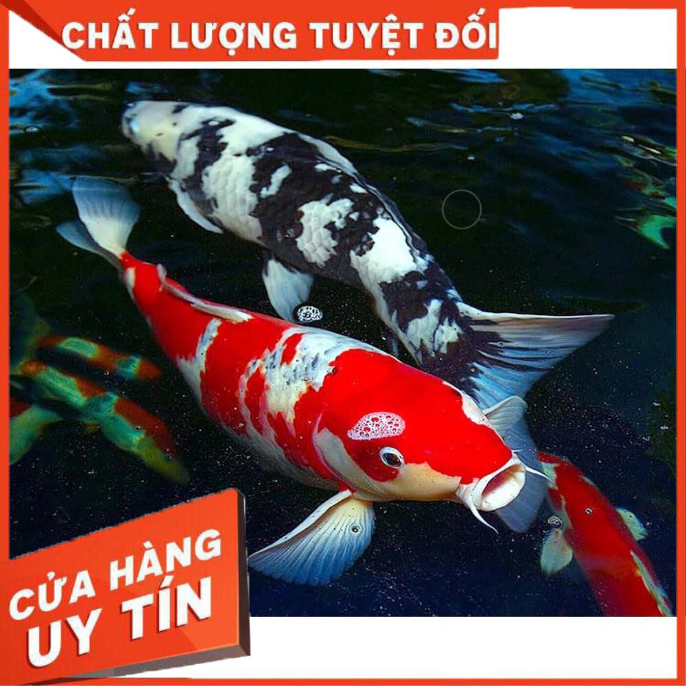 [Sale khô máu-𝑭𝑹𝑬𝑬𝑺𝑯𝑰𝑷]Vi Sinh BAC+ , Vi Sinh tiêu hóa chai 100ml