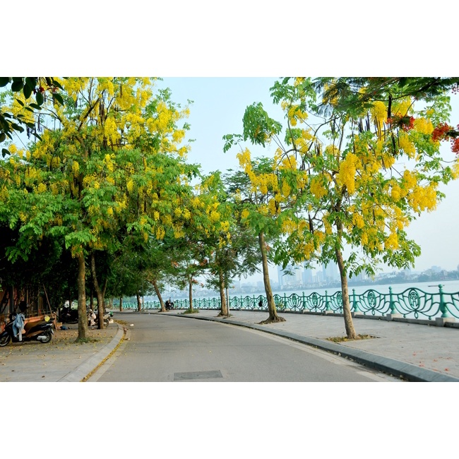 HẠT GIỐNG HOA MUỒNG HOÀNG YẾN - 10 Hat/ gói