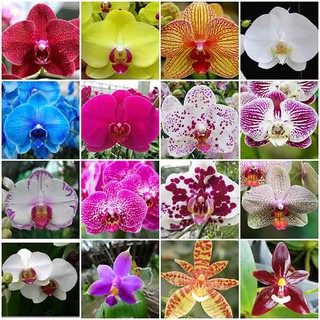 hoa lan hồ điệp đang nụ .