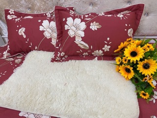 Vỏ gối cotton Hàn Quốc