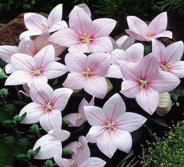 Hạt giống hoa năm cánh nhiều màu- gói 0,2gr