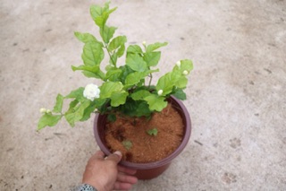 Chậu cây Lài Trà