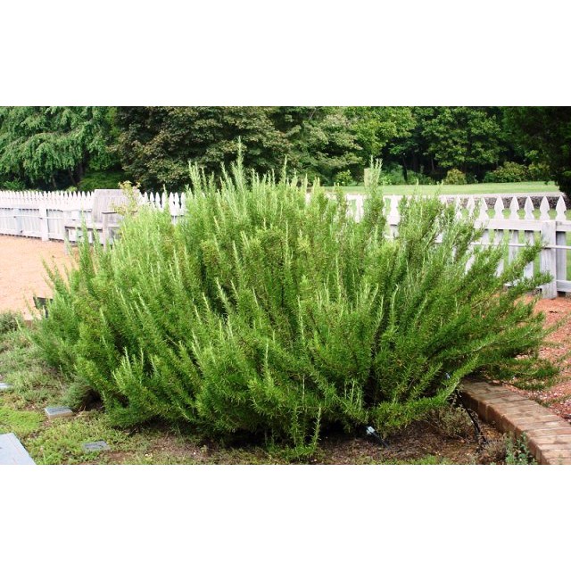 Hạt Giống Hương Thảo - 20 Hạt