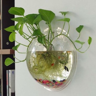 2 Nhánh trầu thuỷ sinh