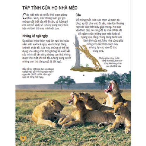 Sách - Bách Khoa Tri Thức Về Khám Phá Thế Giới Cho Trẻ Em - Các Loài Mèo Lớn (Bìa Cứng)