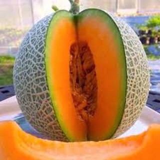 Gói 20 hạt giống dưa lưới xanh ruột cam