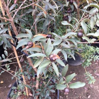 Ổi Thái ruột tím thơm ngon