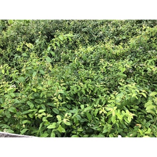 XẠ ĐEN NGUYÊN LÁ PHƠI KHÔ [KHÔNG TRỘN LẪN CÀNH]