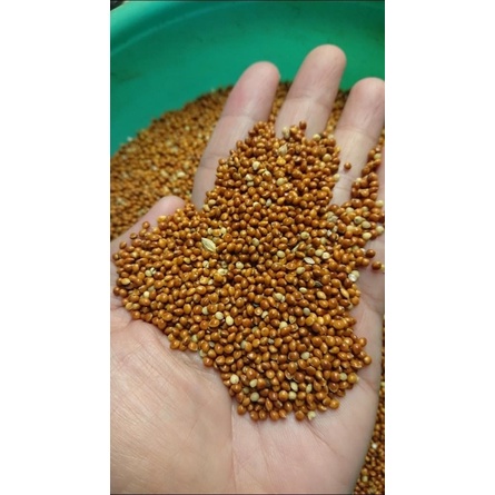 Kê bóng đỏ hạt to,hạt nhỏ dành cho chim vẹt gói chiết lẻ 1kg