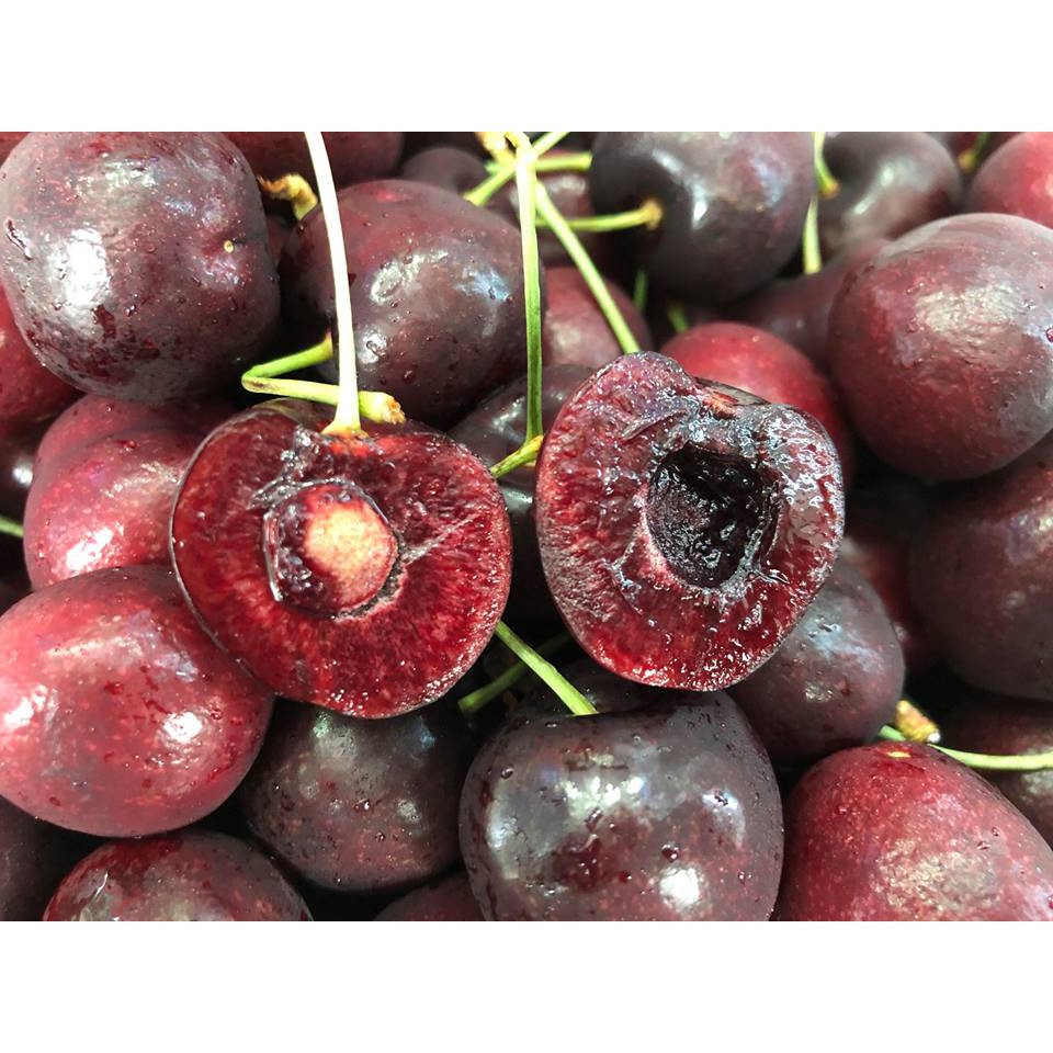 Cây cherry-cây nhập khẩu brazil-cây được đưa về VN trồng đã được ổn định- nên giá thành cao