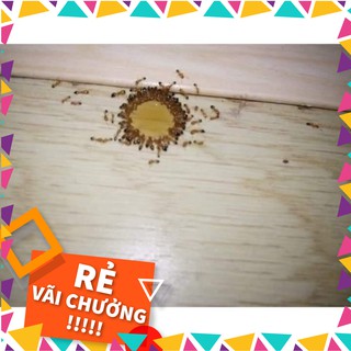 Thuốc Diệt Kiến - Gián Thần Thánh ( sét 2 lọ )