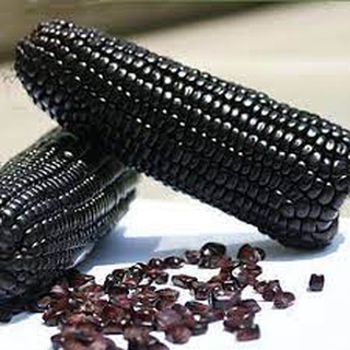 Hạt giống ngô đen 30 hạt