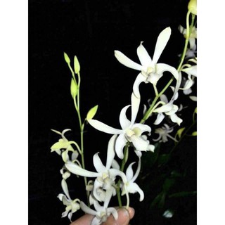 C.White Cây Hoa Lan tơ đứng ngọn cho hoa Tết