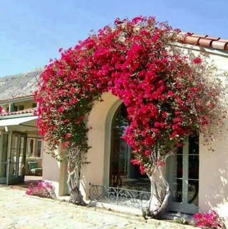 giấy  thái  leo  tường