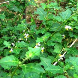 Cà gai leo khô 100g (hoa trắng)