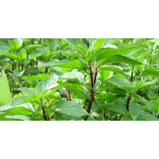 5gr- Hạt Giống Rau Quế Thơm