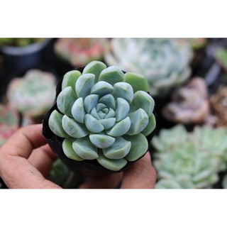 SEN ĐÁ SAO BĂNG GIỐNG MỚI SIZE 4-6CM