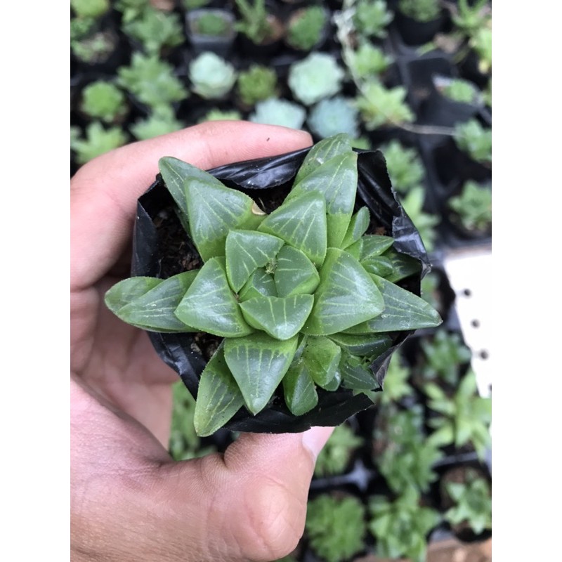 hoa đá guốc mini haworthia mập ú xinh xinh