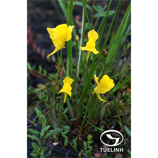 Cỏ giấy bifida, utricularia bifida