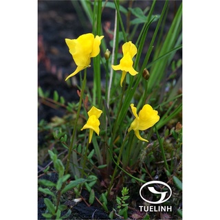 cỏ giấy bifida, utricularia bifida