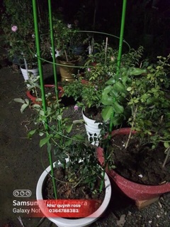 Khung đỡ cho hoa hồng leo 1m2