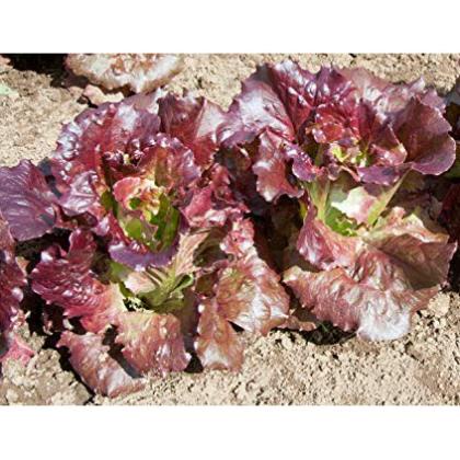Hạt Giống Rau Xà Lách Cuộn Tím Cherokee  - Giàu Dinh Dưỡng, Năng Suất Cao - MUA 3 TẶNG 1 CÙNG LOẠI