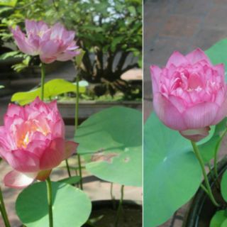 Combo goi 10 Hạt sen nhật mini