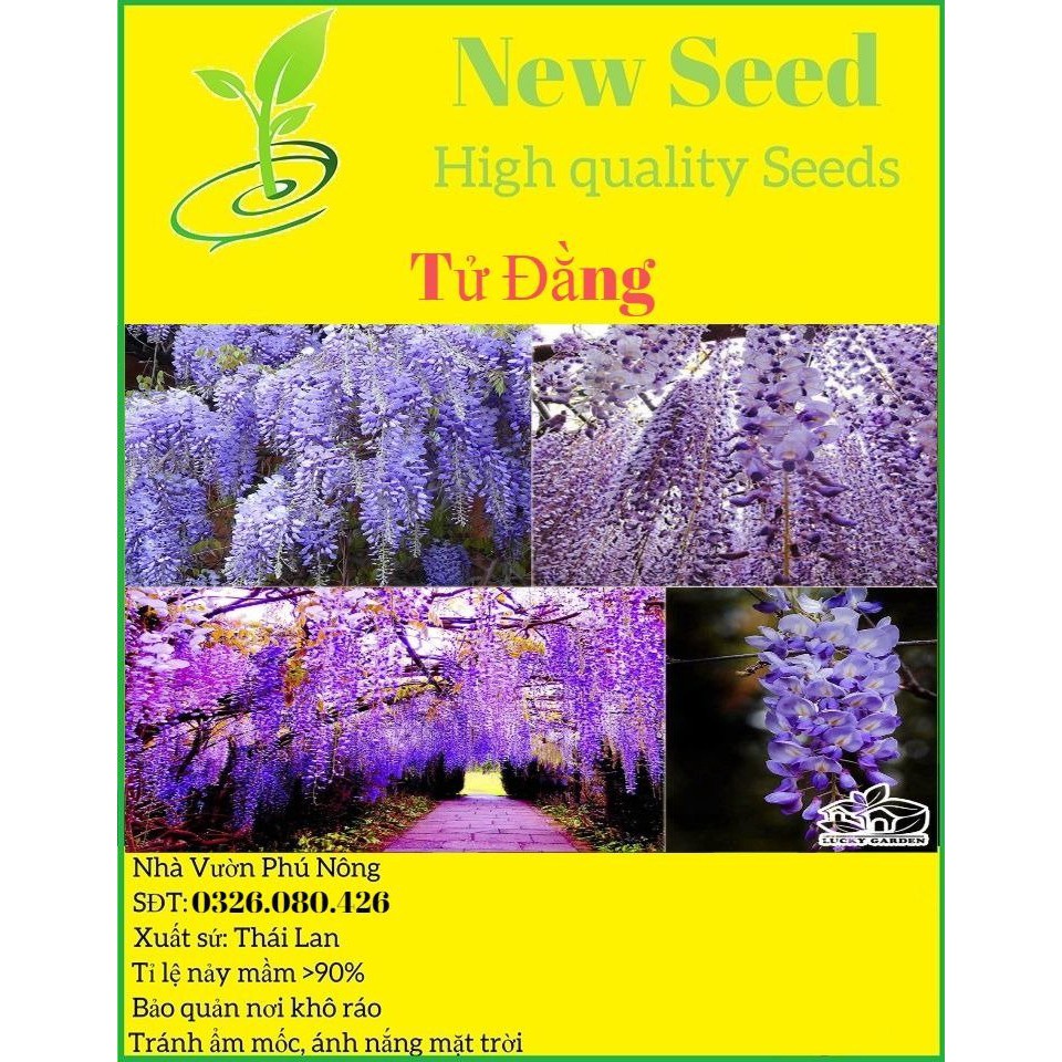 Hạt Giống Hoa Tử Đằng Thân Gỗ F1 Loại Siêu Dễ Trồng [ gói 100gram,200gram,500gram]