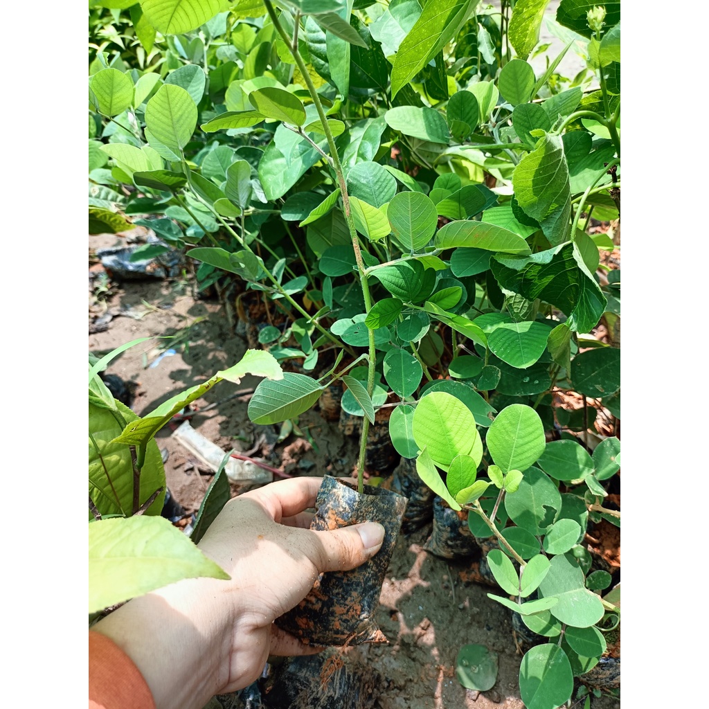 Cây giống kim tiền thảo