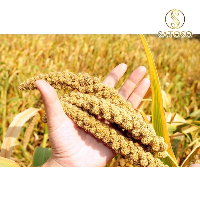 Hạt kê nếp vàng SATOSO 1kg thượng hạng giàu dưỡng chất tốt cho sức khỏe SA22