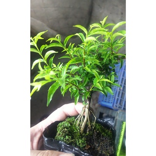 Chậu mềm Mai chiếu thủy bonsai mini Tặng phân tan chậm.