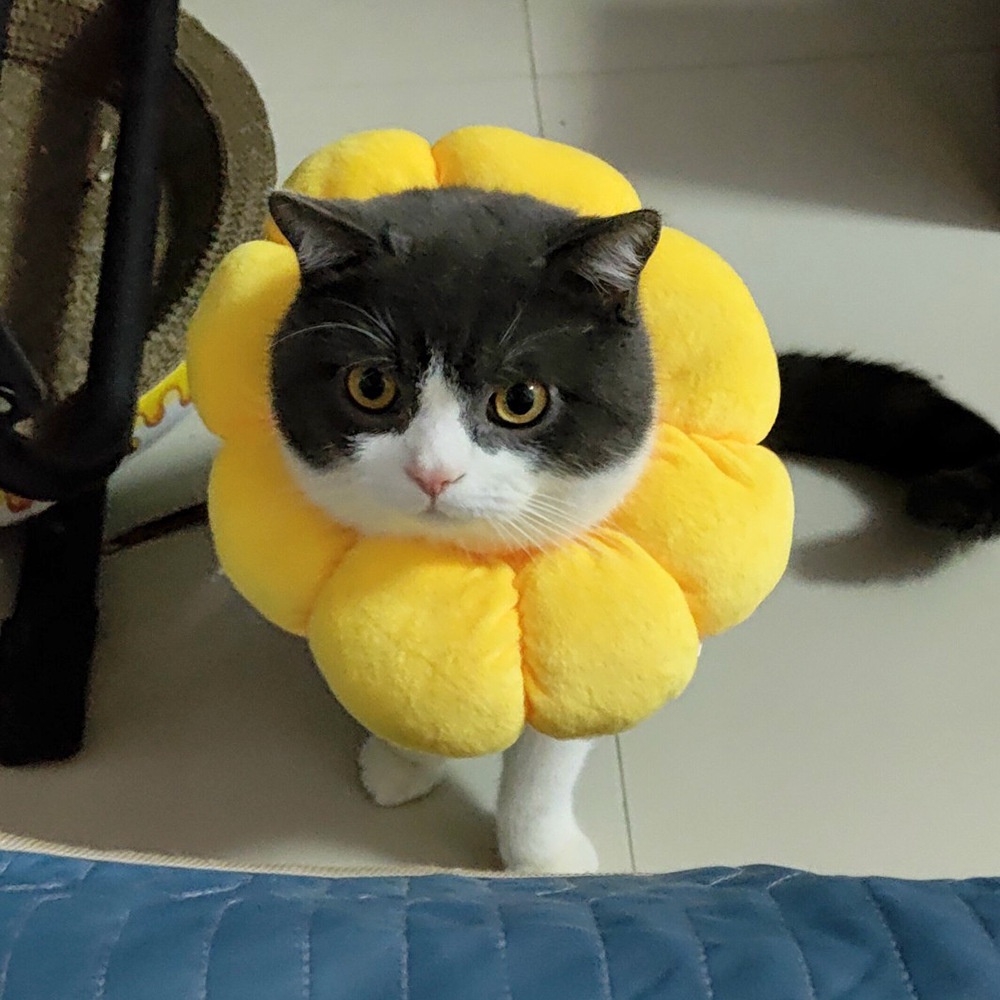Pet Thời Trang Bền đẹp Chất Liệu Vòng Bảo Vệ Chó Mèo Màu Sắc Mềm Mại Không Trơn Trượt Dễ Dàng Vệ Sinh Cổ áo Khử Trùng Chống Trầy Xước
