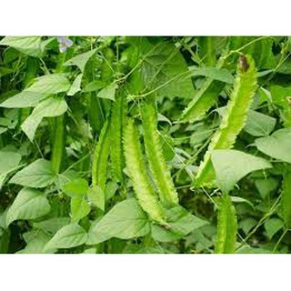 HẠT GIỐNG ĐẬU RỒNG 5GR