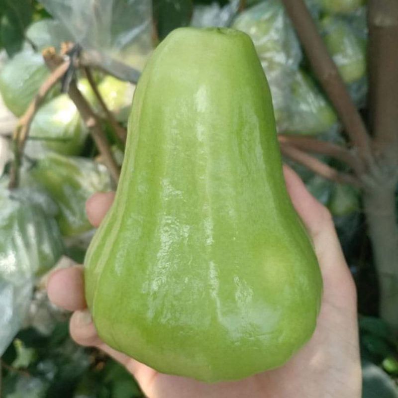 Cây giống mận xanh đường siêu sớm