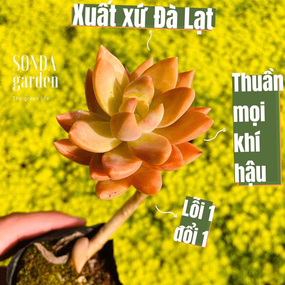 Sen đá đá đỏ cổ thụ SONDA GARDEN size bé 5-7cm, cây cảnh trang trí nhà cửa, lỗi 1 đổi 1