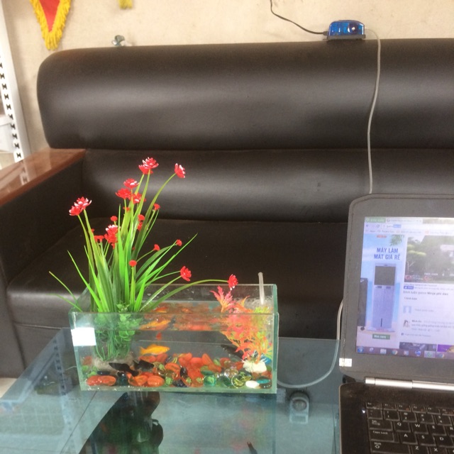 Bể cá mini