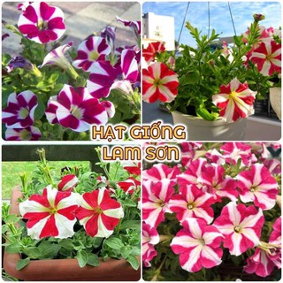 HẠT GIỐNG HOA DẠ YẾN THẢO SỌC - Loài Hoa Đẹp Sang Chảnh, Thu Hút.