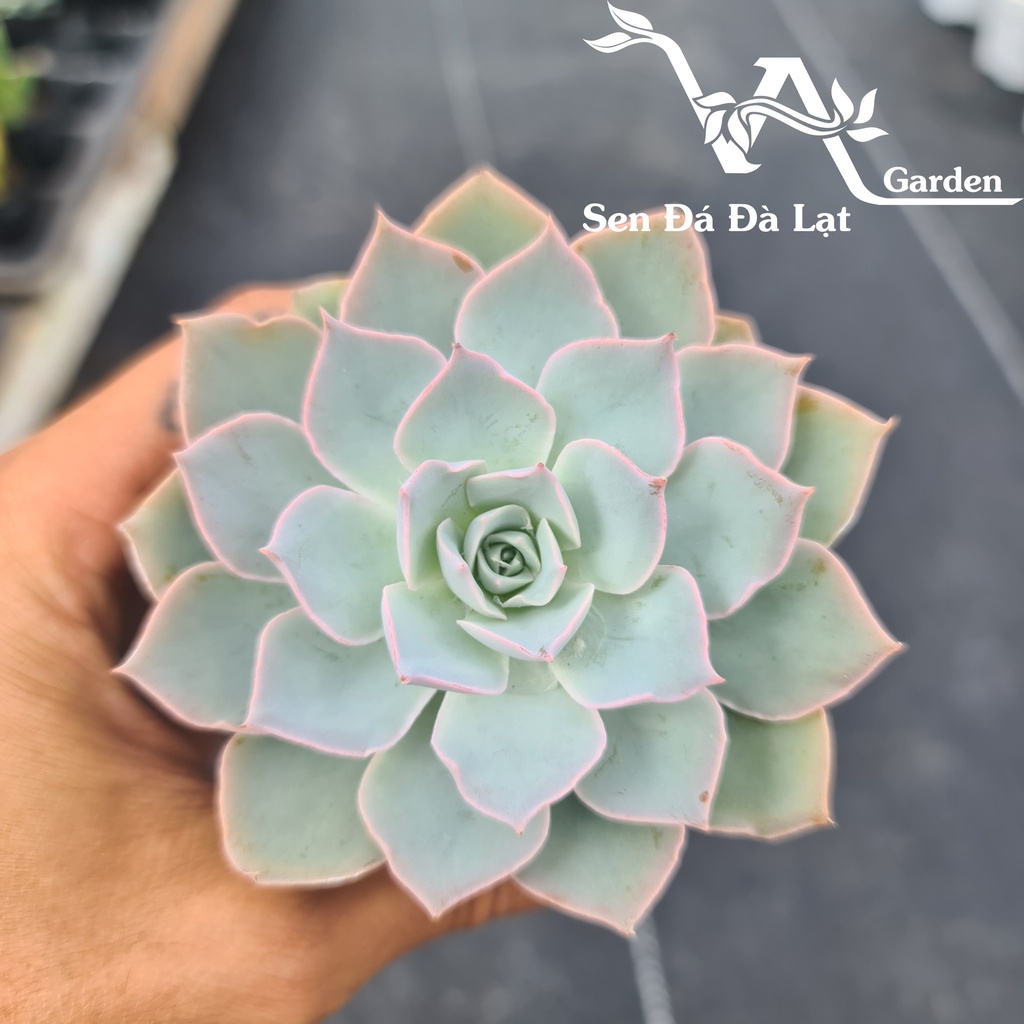 Sen Đá HỒNG PHẤN size bầu 5-8cm VA Gaden - lỗi 1 đổi 1