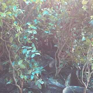 Cây nho thân gỗ nhỡ