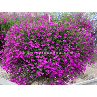Hạt giống hoa Lobelia mix nhiều màu (Cúc Thúy điệp)