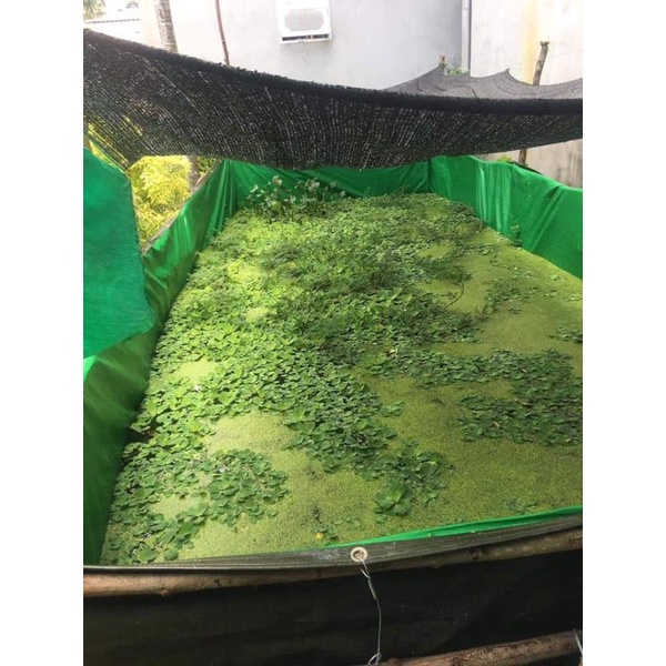 Bể bạt nuôi ốc ếch cá lươn trạch - xanh bộ đội hàn quốc