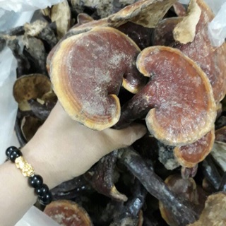 Nấm Linh Chi trồng ở Điện Biên