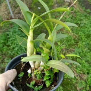 Hoa phong lan dendro mini yaya