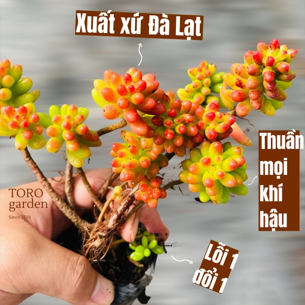 SEN ĐÁ THẠCH NGỌC ĐỎ CỔ THỤ FULL NẮNG MƯA ĐÀ LẠT SIZE BÉ, SIÊU KHOẺ ĐẸP, THUẦN MỌI KHÍ HẬU, HƯ 1 ĐỔI 1