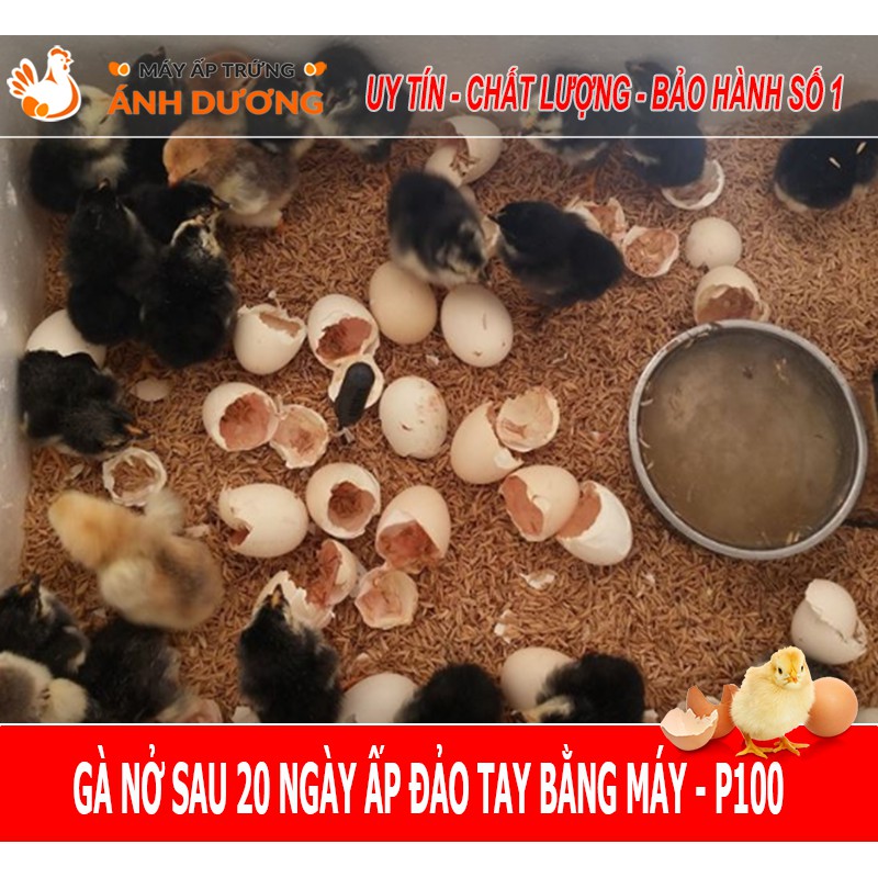 - Máy ấp trứng mini Ánh Dương P100 dây nhiệt Carbon- Ấp 1-100 trứng đảo tay, tự lắp ráp - Hàng Sẵn